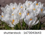 White Crocuses Growing On The...