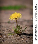 Small photo of Macro Photo of a dandelion plant. Dandelion plant with a fluffy yellow bud. Yellow dandelion flower growing in the ground.