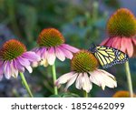 Monarch Butterfly On Pastel...