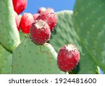 Close Up Of Prickly Pear Cactus ...