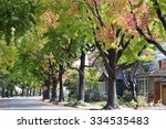 Small photo of Tall Liquid ambar, commonly called sweetgum tree, or American Sweet gum tree, lining an older neighborhood in Northern California
