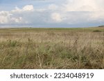 Steppe field in autumn with dry grass