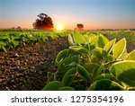 Soybean Field And Soy Plants In ...