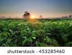 Soy Field And Soy Plants In...