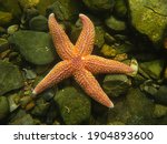Common Starfish  Asterias...