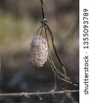 Small photo of Dry and empty Ecballium elaterium with thorns.