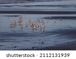 Wading Birds In The Sand On The ...