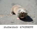 Small photo of Greater mole-rat (Spalax microphthalmus) on asphalt road
