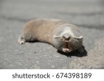 Small photo of Greater mole-rat (Spalax microphthalmus) on asphalt road