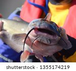 An offset head on view of a channel catfish head barbels whiskers lips and fins being handled by an angler in blue gold and red on a sunny day