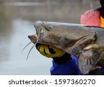 A closeup profile view of a large brown olive colored flathead catfish fish head eyes and barbel whiskers being held horizontally by a gloved hand