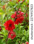 Small photo of Double Take Scarlet Japanese quince (Chaenomeles speciosa 'Scarlet Storm') in bloom, with double red flowers
