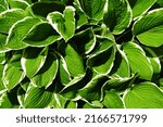 Hosta Green Leaves Bordered By...