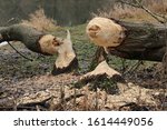Small photo of Beaver tree. Tree trunks twinged and felled by European beaver (Castor fiber) close to the water. Evidence of beaver's activity. Trees damaged by protected animal. Autumn or winter period.