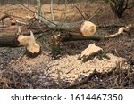 Small photo of Beaver trees. Tree trunks twinged and felled by European beaver (Castor fiber) close to the water. Evidence of beaver's activity. Trees damaged by protected animal. Autumn or winter period.