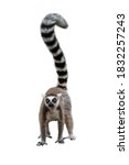 Lemur Isolated On White...