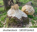 Small photo of Beaver trees. Tree trunk twinged and felled by European beaver, Castor fiber. Evidence of beaver's activity. Trees damaged by protected animal. Rodent habitat in spring in nature.
