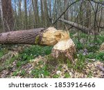 Small photo of Beaver trees. Tree trunk twinged and felled by European beaver, Castor fiber. Evidence of beaver's activity. Trees damaged by protected animal. Rodent habitat in spring in nature.