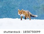 Fox In Winter. Red Fox  Vulpes...