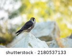 Small photo of Falcon portrait. Peregrine falcon, Falco peregrinus, perched on stone in kaolin mine. Majestic bird of prey in natural habitat. Wildlife nature. Well-respected falconry bird. Fastest animal in world.