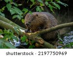 Hungry beaver. wild european...