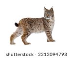 Lynx isolated on white background. Young Eurasian lynx, Lynx lynx, walks in forest having snowflakes on fur. Beautiful wild cat in nature. Cute animal with spotted orange fur. Beast of prey.