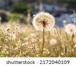 selective focus of dandelion or common dandelion flower (Taraxacum officinale) in springtime at sunset with blurred background