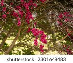 Small photo of selective focus of Manuka flowers (Leptospermum scoparium) with blurred background - also called manuka myrtle, New Zealand teatree, broom tea-tree, or tea tree