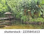Small photo of To Daeng Peat Swamp Forest (Sirindhorn Peat Swamp Forest Nature Research and Study Center), Narathiwat Province, Thailand, 8 April 1991 : the nature trail in to the swamp forest at south of Thailand.