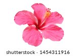 Isolated  Pink Hibiscus Flower...