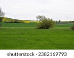 Small photo of swampland in springtime with light green fields
