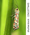 Small photo of Utetheisa pulchella (Linnaeus, 1758), common name crimson-speckled flunkey or crimson-speckled moth, is a moth of the family Erebidae