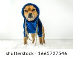 Cute urban dog wearing blue hoodie and gold chains