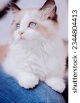 Small photo of The Ragdoll is a breed of cat with a distinct colorpoint coat and blue eyes. Its morphology is large and weighty, and it has a semi-long and silky soft coat.