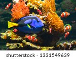 Blue tang fish, percula clownfishes and cay