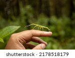 A Green Walking Stick Bug On...