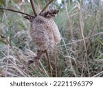 Small photo of A Praying Mantis Next rest on a plant in a Carolinian Forest.