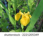 Small photo of A Wild Yellow Iris growing tall in a Carolinian Forest in Ontario Canada.