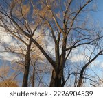 Small photo of Tall bare trees glow in the sunshine, in a Carolinian Forest in Southwestern Ontario. A beautiful blue sky and clouds can be seen in the background.