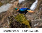 Himalayan Monal Is A Very...