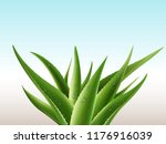 realistic aloe vera medicinal... | Shutterstock .eps vector #1176916039