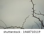 frame of thorns branch tree on white clouds background