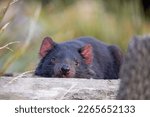 Small photo of Tasmanian devil laying in rest on wooden log.