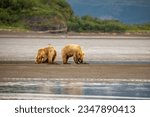 Small photo of Young coastal brown bear cubs reflecting in tidal pool while digging for clams in tidal flats of Hallo Bay, Katmai National Park, Alaska.