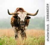 Small photo of Texas Longhorn bull at the Wichita Mountains National Wildlife Refuge near Lawton, Oklahoma