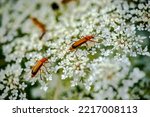 Wild Carrot Flower  Whose...
