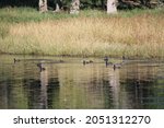 A Raft Of American Coots...