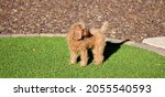 Small photo of Closeup of a precocious toy poodle standing on grass