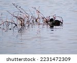 An American Coot Swimming At...