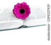 Small photo of Flat lay open Bible or book with pink, purple, violette, red Gerbera flower on a white background. With pink petals. Baselland, Switzerland - 03.05.2019.